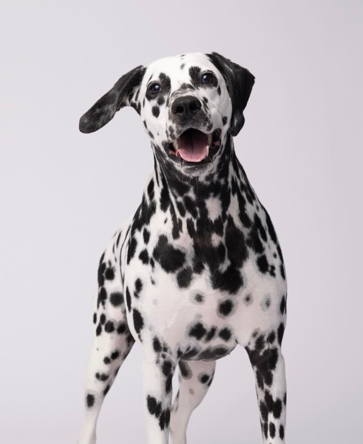 Full body shots of happy Dalmatian dog showing classic spotted coat pattern.