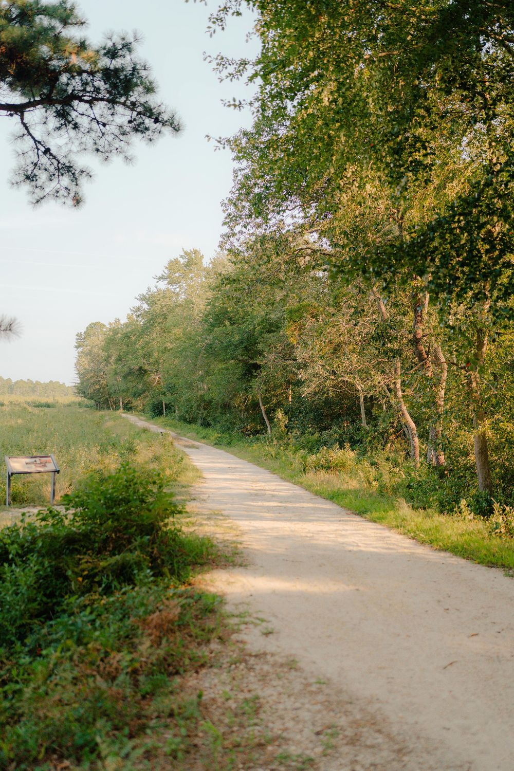 A peaceful dirt path curves through a lush green wooded area on a sunny day.