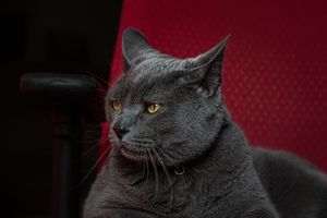 Gray Russian Blue cat with amber eyes sitting on a red chair, mouth slightly open in a dark setting.