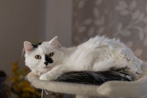 Fluffy white and black cat resting on cat tree perch in cozy room.