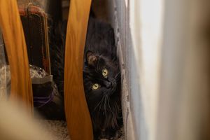 Black cat hiding and peering through wooden chair legs with bright green eyes.