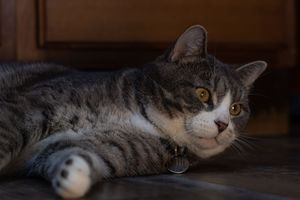 Gray tabby cat with white markings and amber eyes lying relaxed on a wooden floor with a pet tag.