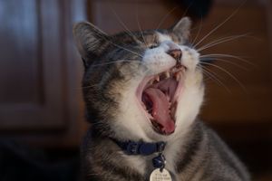 Tabby cat with wide open mouth yawning dramatically, wearing a blue collar with an ID tag indoors.