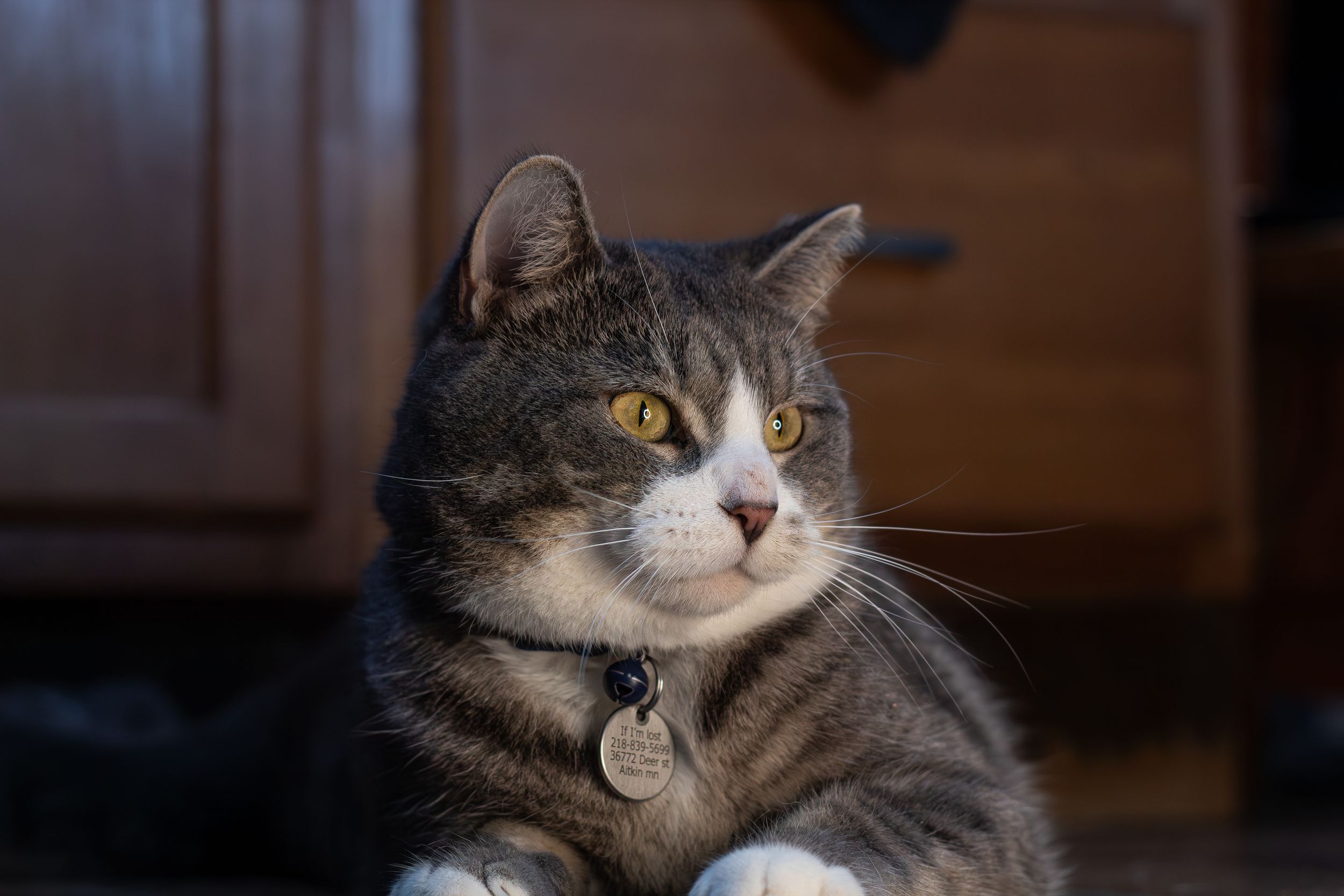 Chubby tabby cat with amber eyes and white markings wearing an ID tag, resting on a wooden floor.