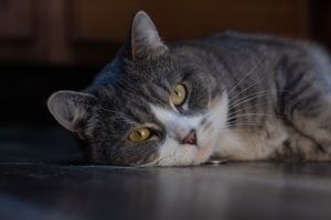 Gray tabby cat with white chest and golden eyes lying flat on a dark floor looking at camera.
