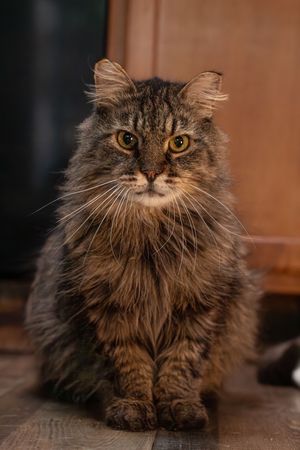 Fluffy long-haired brown tabby cat sitting upright on a wooden floor, staring directly at camera.