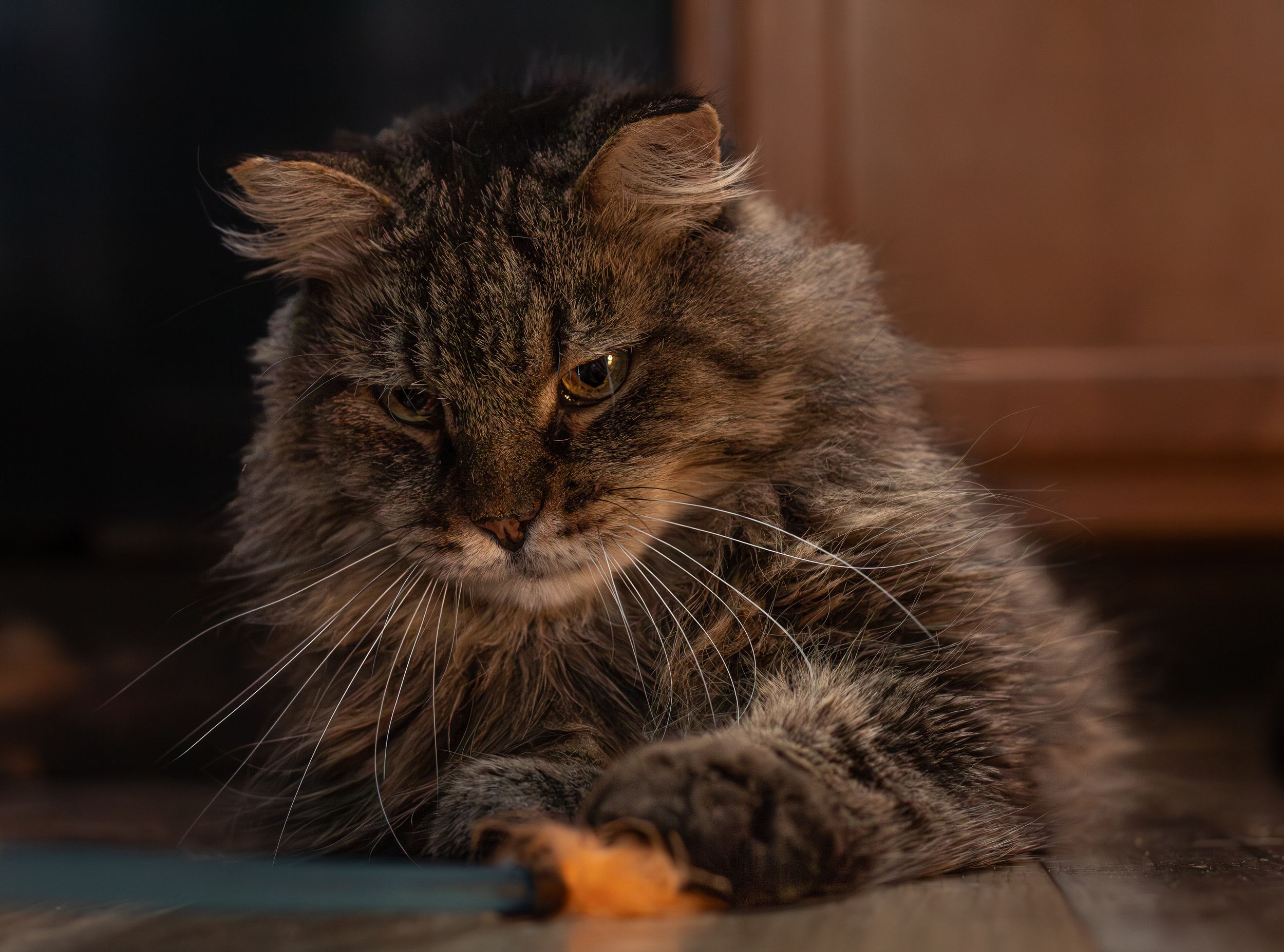 Fluffy brown tabby cat crouching on floor with intense gaze and long whiskers.