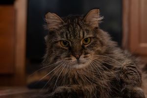 Fluffy dark brown tabby cat with amber eyes resting indoors in dim light.
