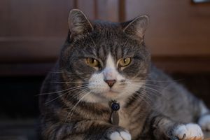 Gray and white tabby cat with bell collar loafing and staring with amber eyes.