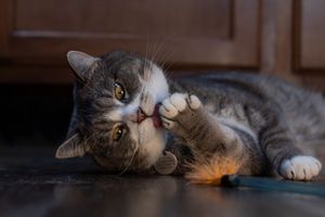 Gray and white tabby cat rolling playfully on floor batting at orange toy.