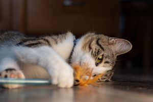 Gray and white tabby cat lying down playing with an orange feather toy.
