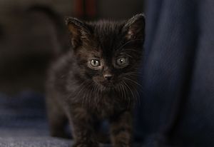 Tiny black kitten with green eyes standing on a blue surface.