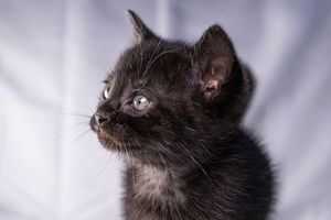 Young black kitten with bright eyes looking upward against a white background.
