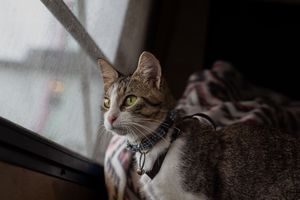 Tabby cat wearing blue collar sitting near window looking outside on cloudy day.