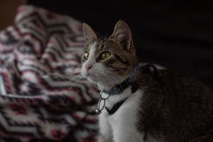 Alert tabby cat with green eyes wearing a blue collar, sitting near a colorful patterned blanket.