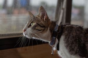 Close-up profile of tabby cat with blue collar gazing out window with blurred background.