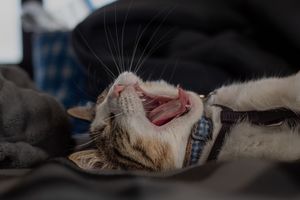 Tabby cat wearing blue harness lying on back with mouth wide open yawning.