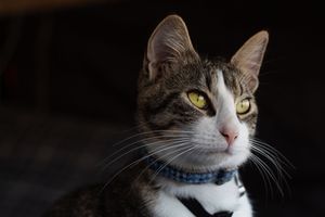 Tabby cat with white chest wearing blue bow tie collar looking alert in dark setting.