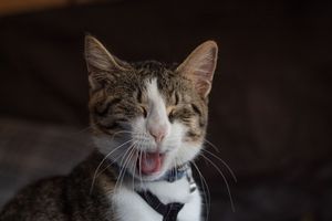 A tabby cat with white markings yawning with mouth open, wearing a blue collar, against a dark background.