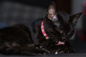 Black cat with pink striped collar grooming itself while lying down.