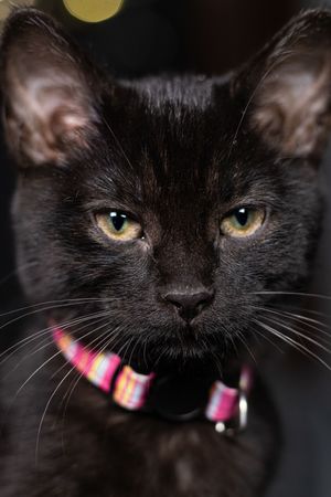 Close-up portrait of a black cat with yellow-green eyes wearing a pink striped collar.