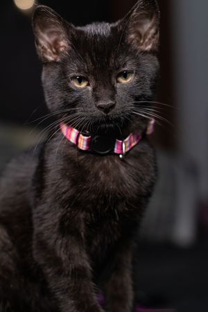 Black cat with yellow eyes and colorful striped collar standing alert indoors.