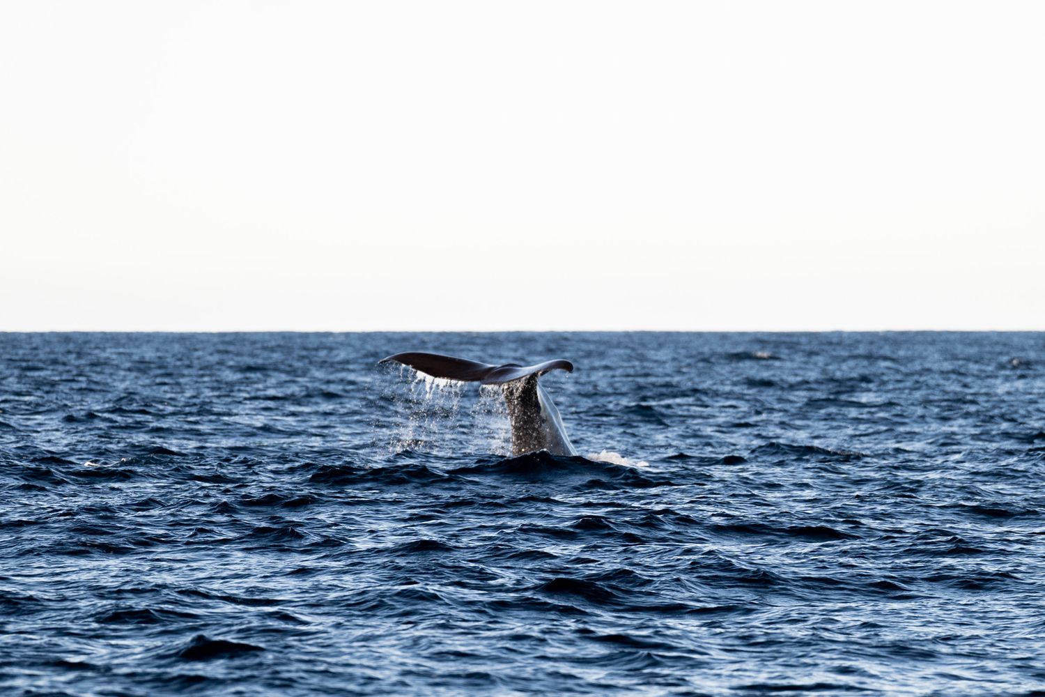 baleine excursion en bateau andenes norvege hiver