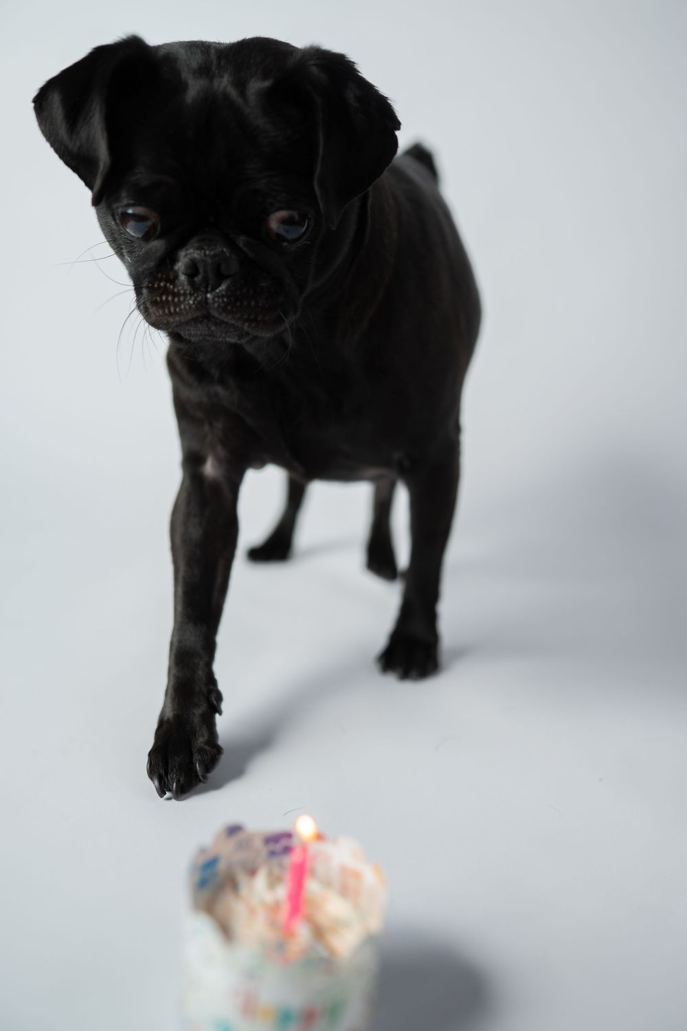 Black pug dog standing over a birthday cupcake with a lit candle on a white background.