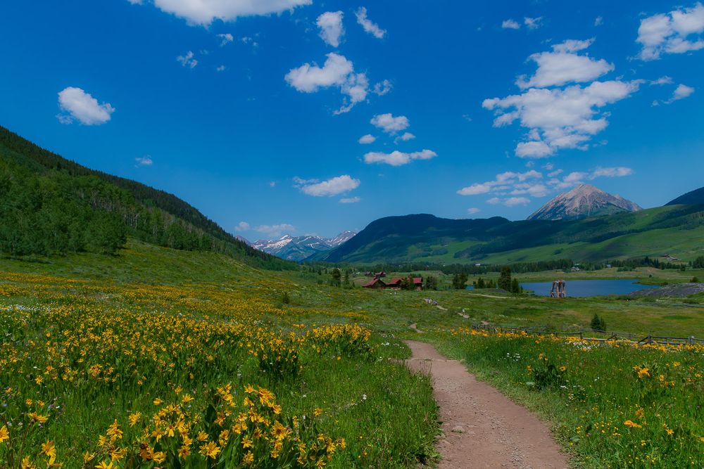 A scenic mountain valley trail lined with yellow wildflowers under a bright blue sky in Colorado. Crested Butte, CO