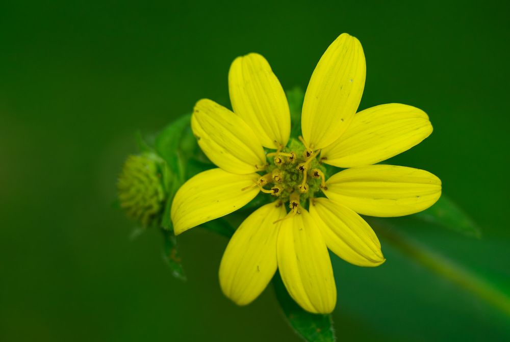 A bright yellow wildflower with delicate petals blooms against a vibrant green bokeh background in macro photography. Cumberland Rosinweed