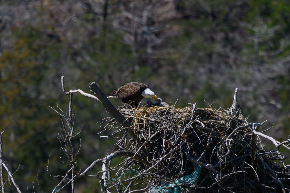 Bald eagle in nest with eaglet taken in Osage, Arkansas