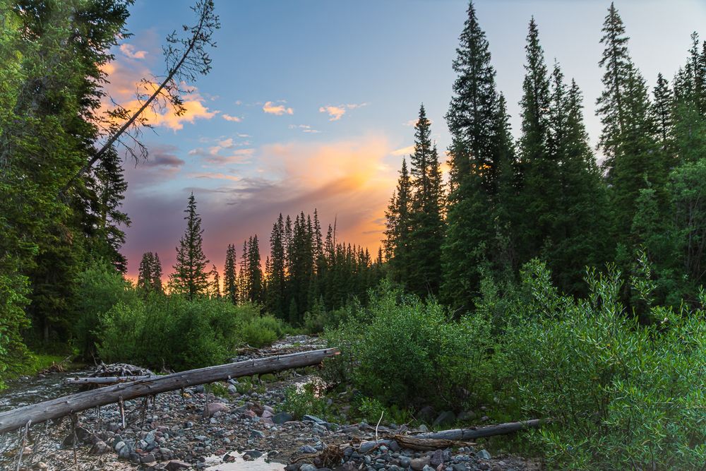 A stunning sunrise illuminates the sky behind tall pine trees in a Rocky Mountain wilderness forest landscape. Owl Pass, CO