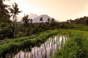 Lush green rice terraces reflect palm trees and a volcanic mountain at sunset in Bali, Indonesia.