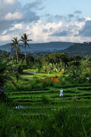 Lush green rice terraces in Bali with a lone figure standing among tropical palms and misty mountain backdrop.