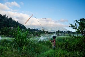Farmer using traditional lift net fishing technique in a serene green wetland with volcanic mountain in background.