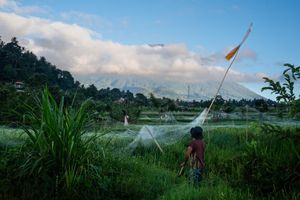 Farmer tending lush green rice fields with a volcanic mountain and dramatic clouds in the background.