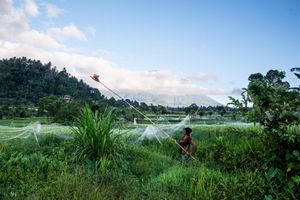 Farmer casting a fishing net over lush green rice fields in a tropical rural landscape at dusk.