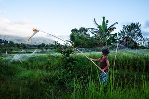 Farmer using a long pole tool in lush green rice fields with mountains and irrigation sprinklers in background at dusk.