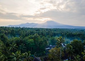 Aerial view of tropical palm forest with volcanic mountain peak emerging through clouds at golden sunset in Bali.