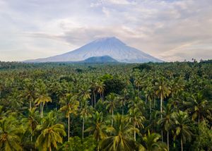 Lush tropical palm forest with a majestic volcano rising above the canopy under a cloudy sky in Indonesia.