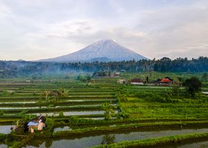 Lush green rice terraces with reflective water paddies and a majestic volcano in the background in Bali, Indonesia.