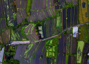 Aerial view of lush green terraced rice fields with winding paths and small structures in Bali, Indonesia.