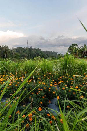 Vibrant orange marigold flowers bloom in a lush green tropical field under a cloudy sky in Bali.