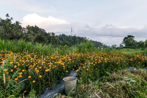 Vibrant field of orange marigold flowers with a ceramic pot and lush green trees under a cloudy sky.