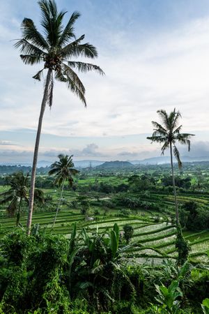Lush green rice terraces with tall coconut palm trees in foreground under cloudy sky in Bali, Indonesia.