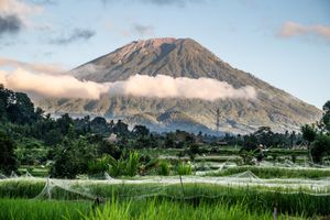 Lush green rice fields with spider web nets in foreground, tropical volcano shrouded in clouds rising behind dense jungle.