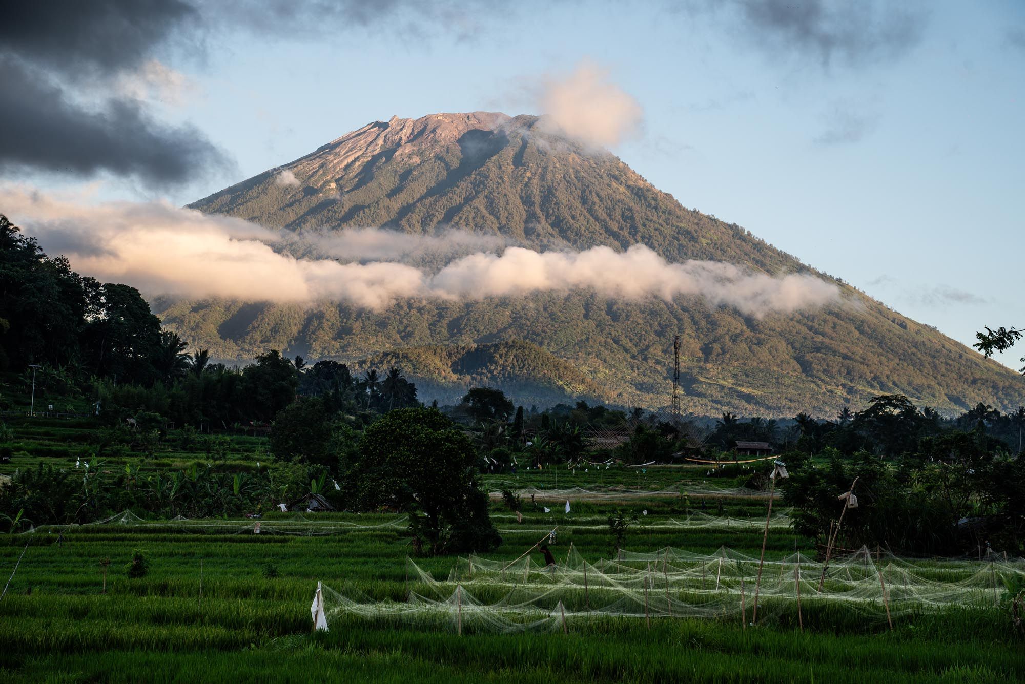 Rice fields near Villa Di Bias in Abang Bali
