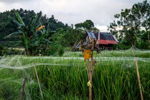 Lush green rice field with spider webs, scarecrow, red-roofed hut, and tropical trees under a cloudy sky.