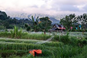 Lush green rice fields with a rustic hut and misty mountain backdrop in a tranquil rural Indonesian landscape.