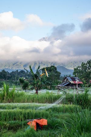 Lush green rice fields with a rustic hut, tropical trees, and a misty mountain peak under a blue sky in Bali.